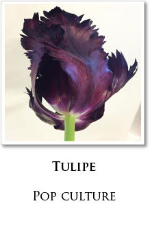 tulipe paris fleuriste
